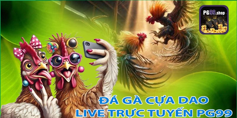 Khám phá không gian đá gà cựa giao live trực truyến tại pg99