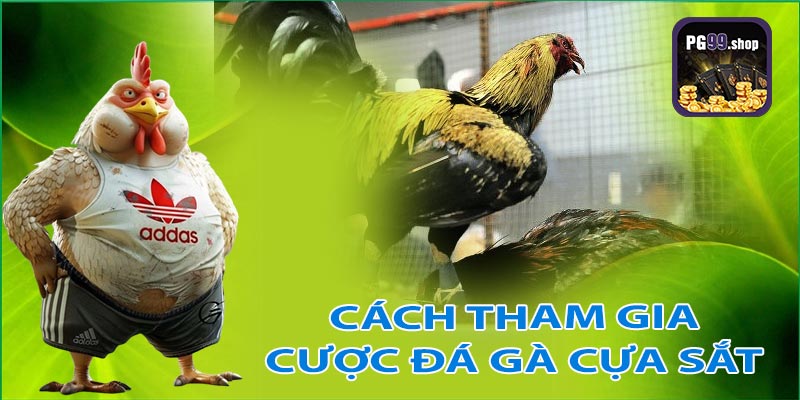 Cách tham gia cá cược đá gà cựa sắt tại pg99